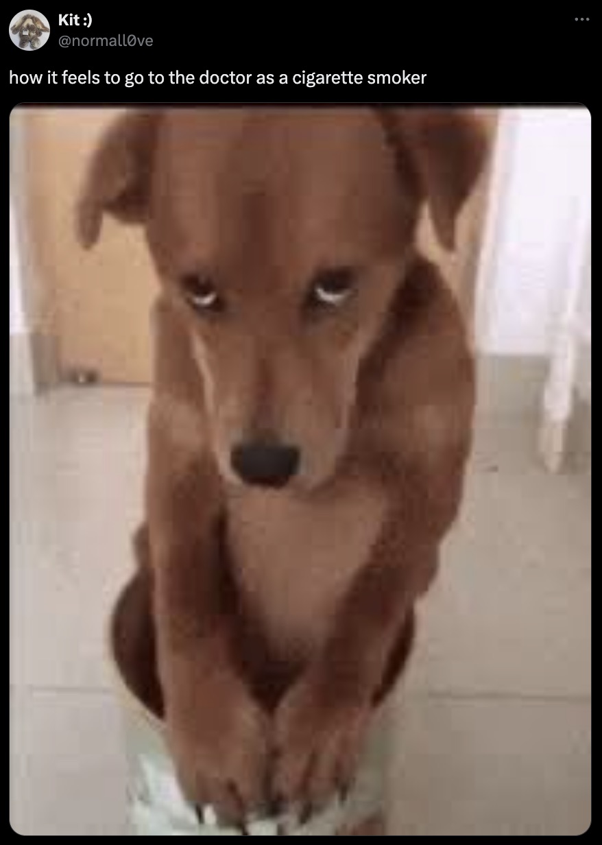 sorry dog gif - Kit ve how it feels to go to the doctor as a cigarette smoker